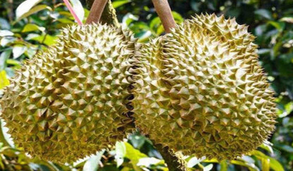 Durian